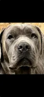 Purple Collar, a female Cane Corso for sale in Olathe, KS – Photo 4 of 5