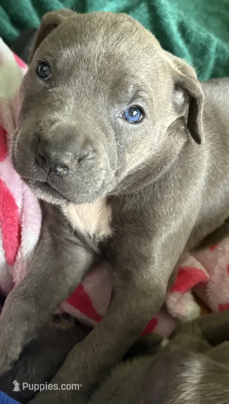 Red Collar – Cane Corso puppy for sale in Olathe, KS