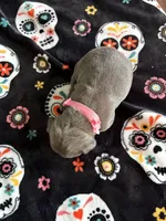Lt. Pink Collar, a female Cane Corso for sale in Olathe, KS – 3 of 4