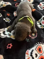 Lime green color, a male Cane Corso for sale in Olathe, KS – 3 of 5