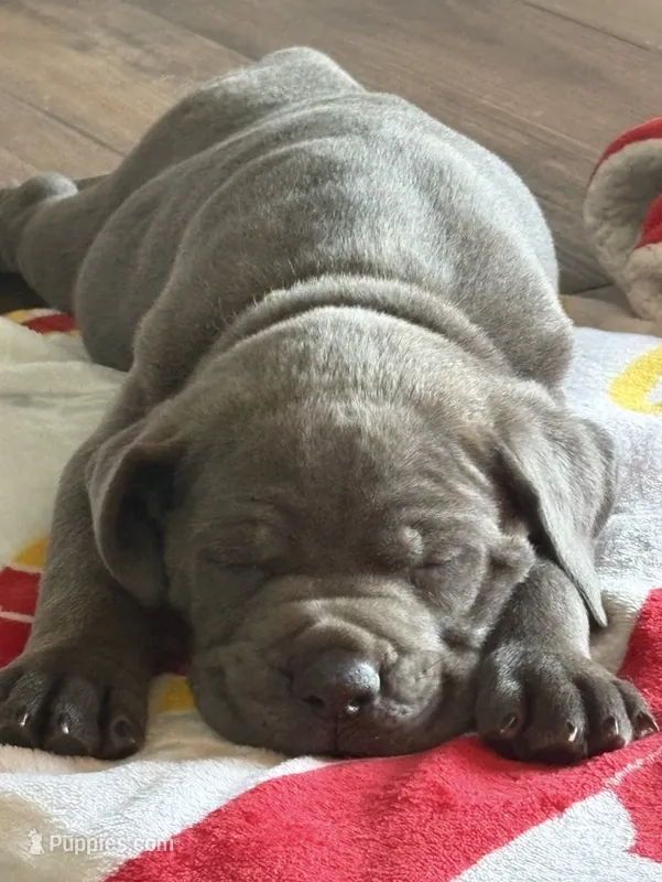 Lime green color – Cane Corso puppy for sale in Olathe, KS