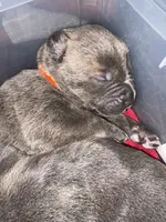 Orange Collar, a male Cane Corso for sale in Olathe, KS – 4 of 4
