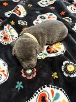 Khaki Collar, a male Cane Corso for sale in Olathe, KS – 2 of 3