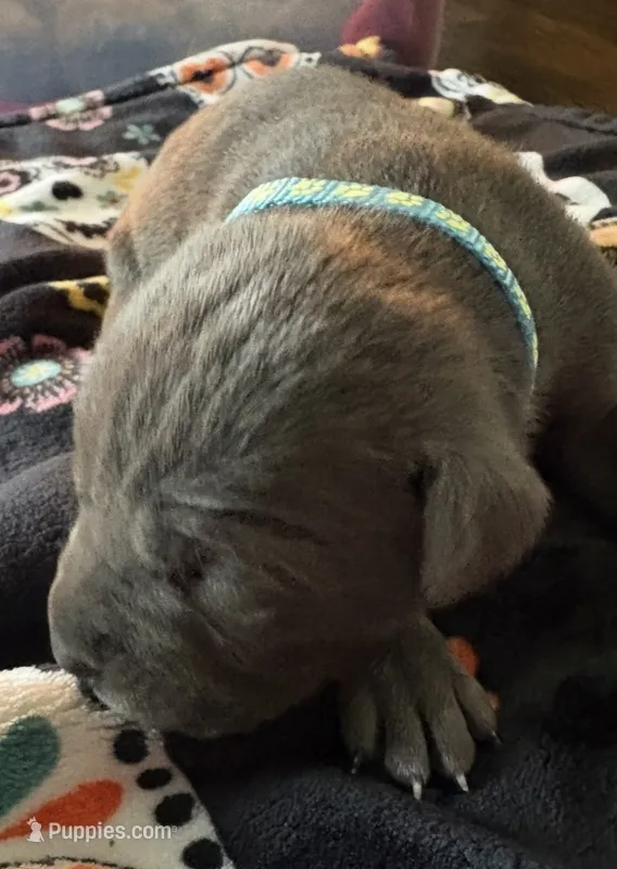 Lt. Blue Collar  – Cane Corso puppy for sale in Olathe, KS