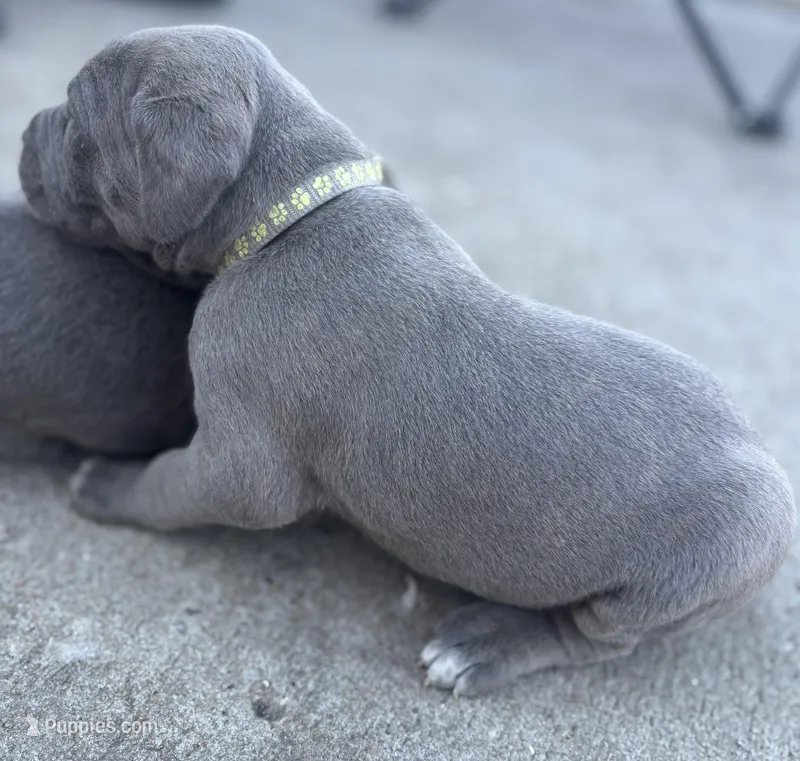 Silver Dk Charcoal Collar