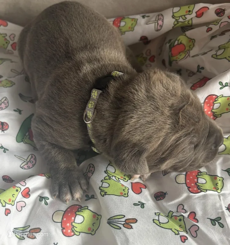 Silver Dk Charcoal Collar