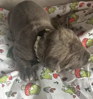 Silver Dk Charcoal Collar, a female Cane Corso for sale in Olathe, KS – Photo 1 of 5