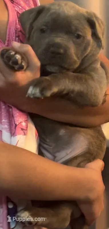 Silver Dk Charcoal Collar