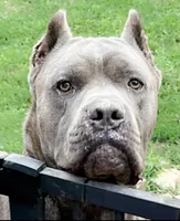 Silver Dk Charcoal Collar, a female Cane Corso for sale in Olathe, KS – Photo 5 of 5