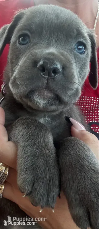 Purple Collar – Cane Corso puppy for sale in Olathe, KS