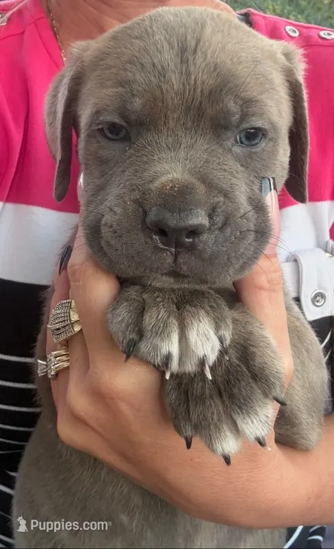 Orange Collar – Cane Corso puppy for sale in Olathe, KS