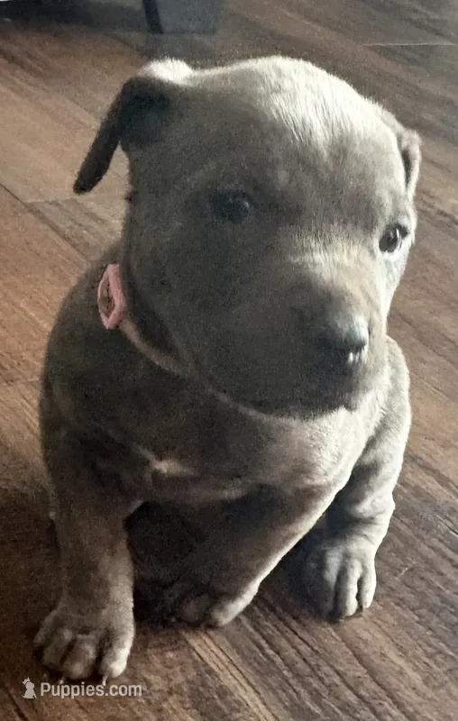Lt. Pink Collar – Cane Corso puppy for sale in Olathe, KS