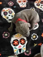 Red Collar, a female Cane Corso for sale in Olathe, KS – 1 of 3