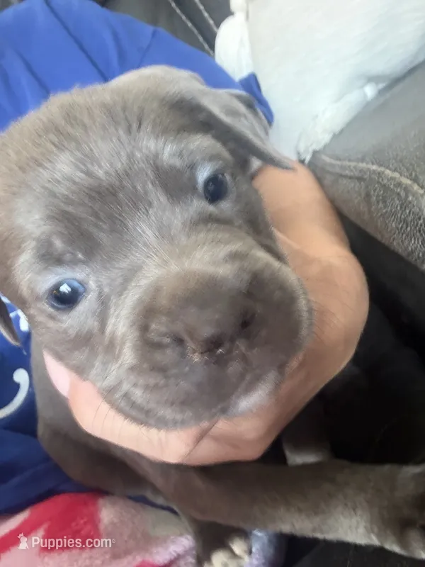 Purple Collar – Cane Corso puppy for sale in Olathe, KS