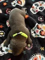 Lime green color, a male Cane Corso for sale in Olathe, KS – 4 of 5