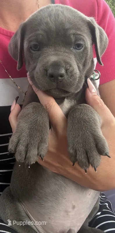 Lt. Blue Collar  – Cane Corso puppy for sale in Olathe, KS