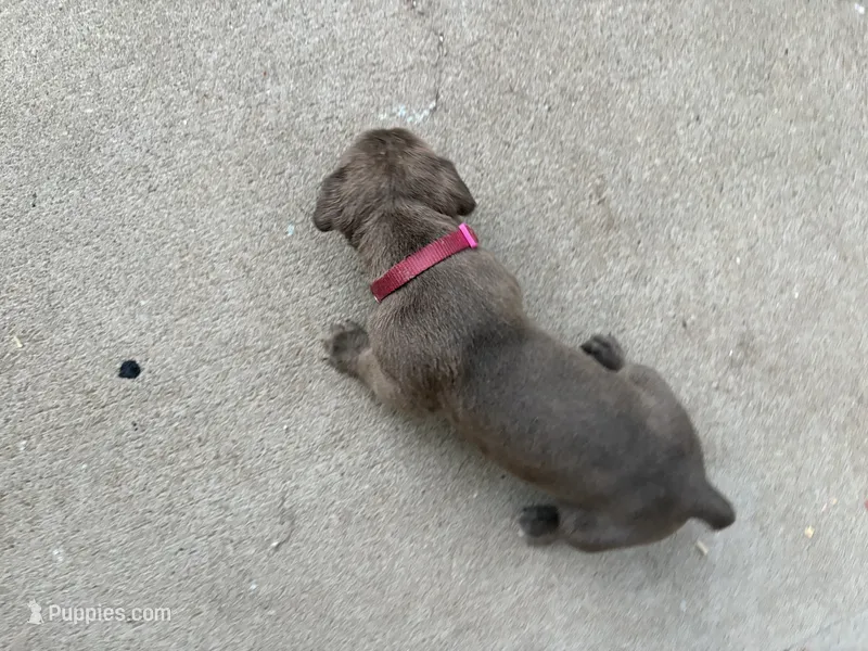 Bright Pink Collar – Cane Corso puppy for sale in Olathe, KS