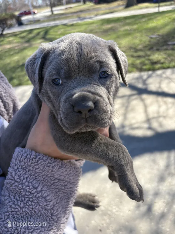 Brown Collar – Cane Corso puppy for sale in Olathe, KS