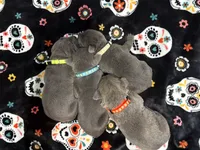 Lt. Blue Collar , a male Cane Corso for sale in Olathe, KS – 4 of 4