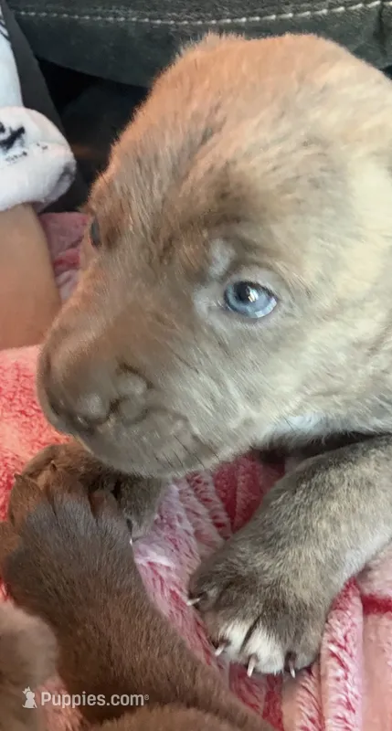 Orange Collar – Cane Corso puppy for sale in Olathe, KS