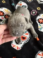 Lt. Pink Collar, a female Cane Corso for sale in Olathe, KS – 1 of 4