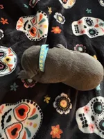 Lt. Blue Collar , a male Cane Corso for sale in Olathe, KS – 3 of 4