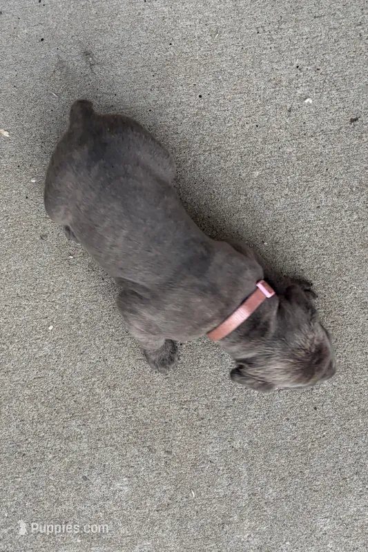 Lt. Pink Collar – Cane Corso puppy for sale in Olathe, KS