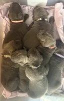 Red Collar, a female Cane Corso for sale in Olathe, KS – Photo 3 of 5