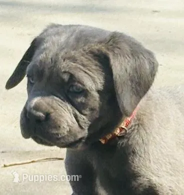 Red Collar – Cane Corso puppy for sale in Olathe, KS