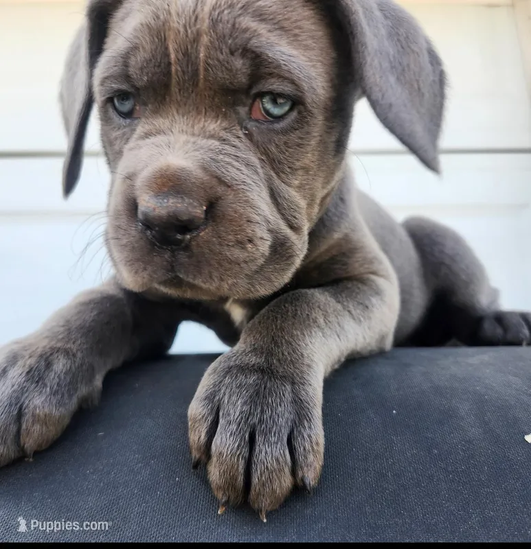 Red Collar – Cane Corso puppy on hold in Olathe, KS