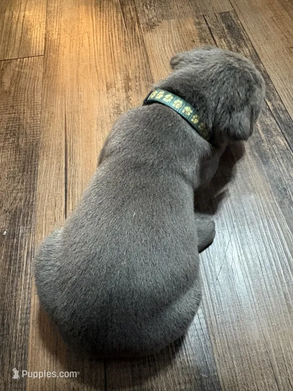 Lt. Blue Collar  – Cane Corso puppy for sale in Olathe, KS