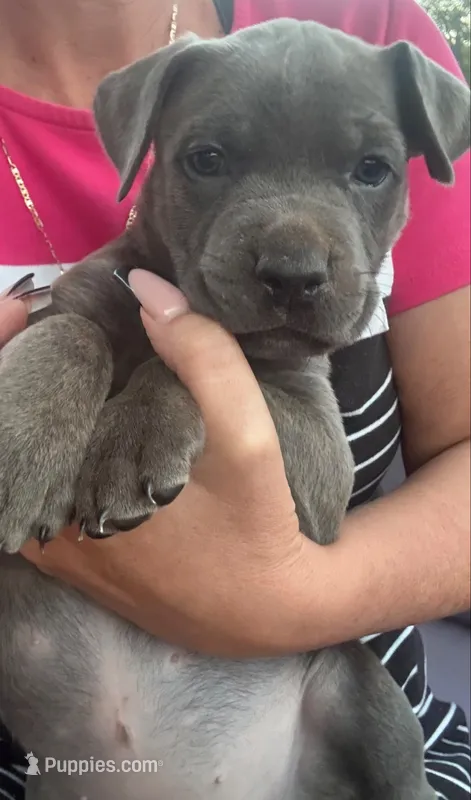Lt. Pink Collar – Cane Corso puppy for sale in Olathe, KS