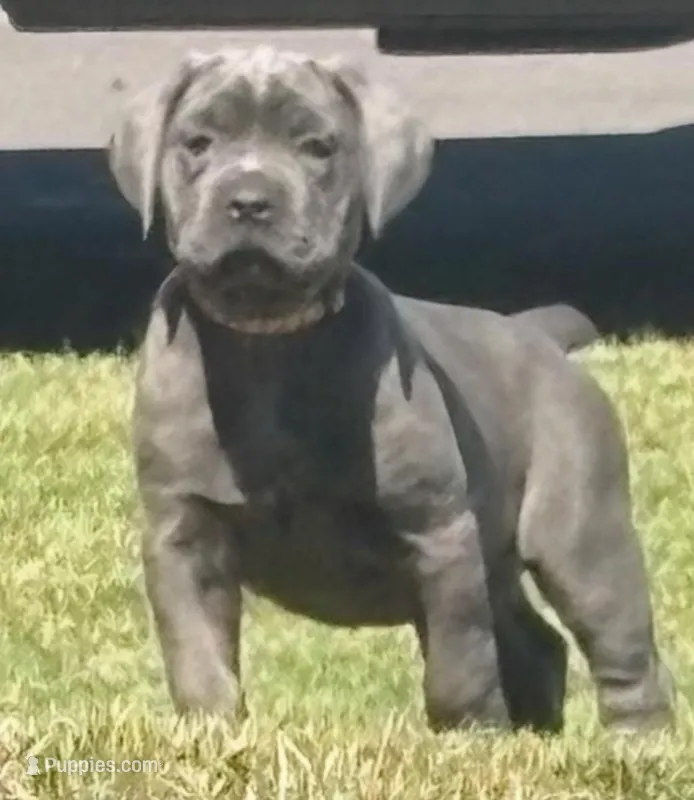 Pink Collar – Cane Corso puppy on hold in Olathe, KS