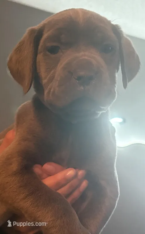 Pink Collar – Cane Corso puppy for sale in Olathe, KS