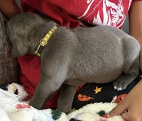 Lime green color, a male Cane Corso for sale in Olathe, KS – 2 of 5