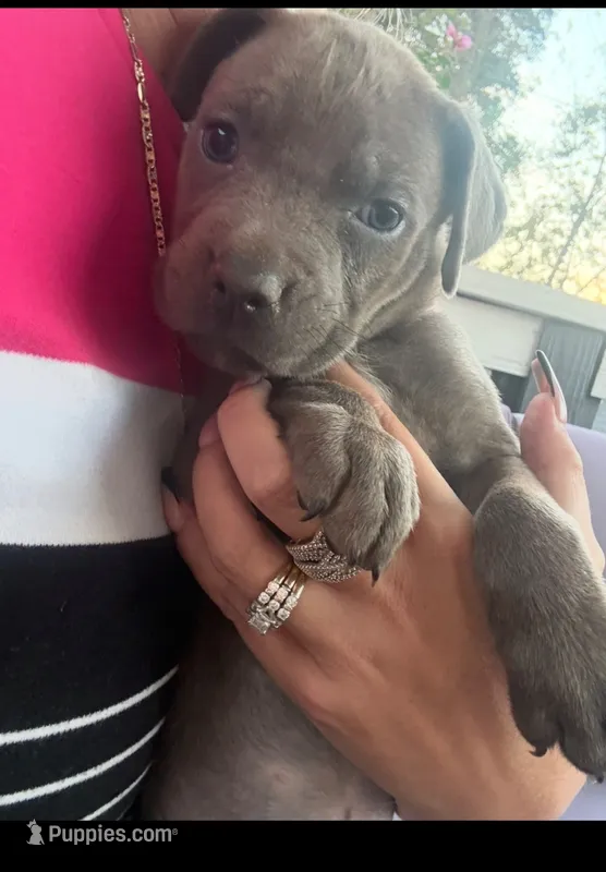 Bright Pink Collar – Cane Corso puppy for sale in Olathe, KS