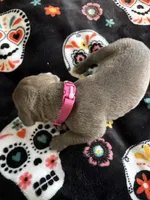 Bright Pink Collar, a female Cane Corso for sale in Olathe, KS – 2 of 4