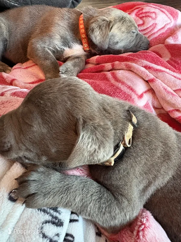 Khaki Collar – Cane Corso puppy for sale in Olathe, KS