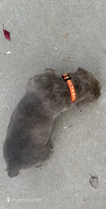 Orange Collar – Cane Corso puppy for sale in Olathe, KS