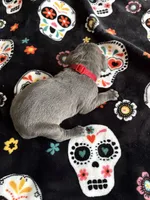 Red Collar, a female Cane Corso for sale in Olathe, KS – 2 of 3