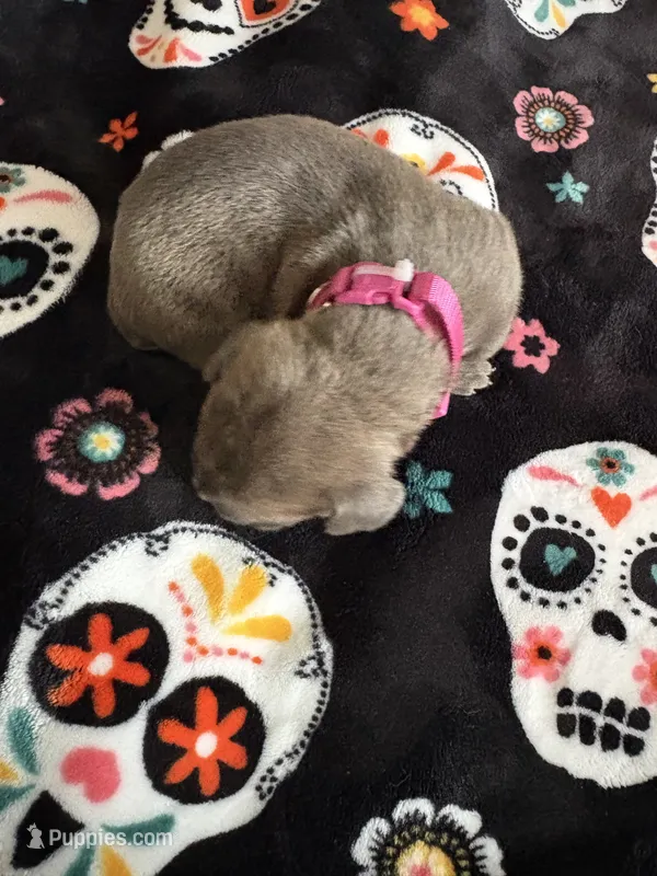 Bright Pink Collar – Cane Corso puppy for sale in Olathe, KS