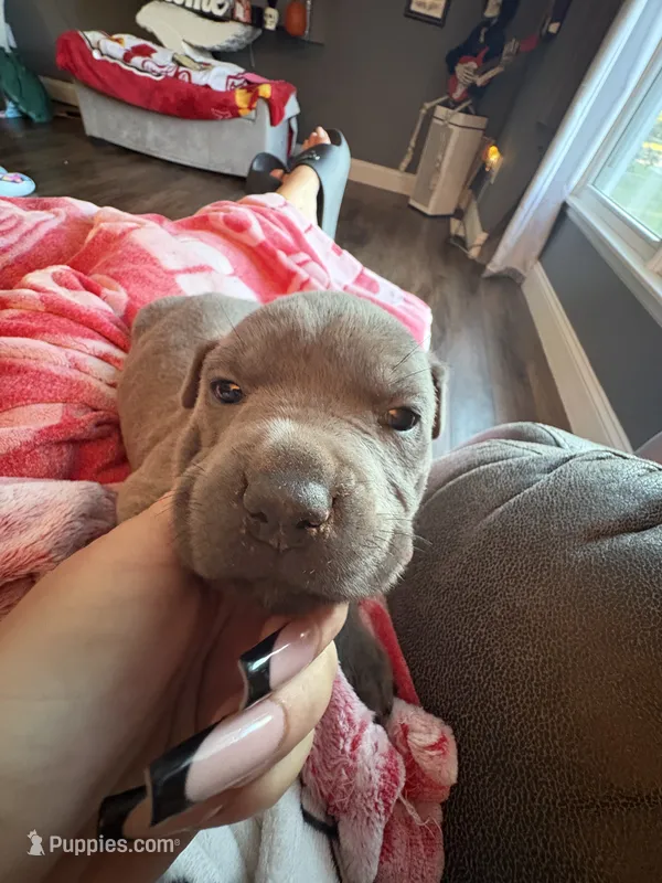 Lt. Blue Collar  – Cane Corso puppy for sale in Olathe, KS