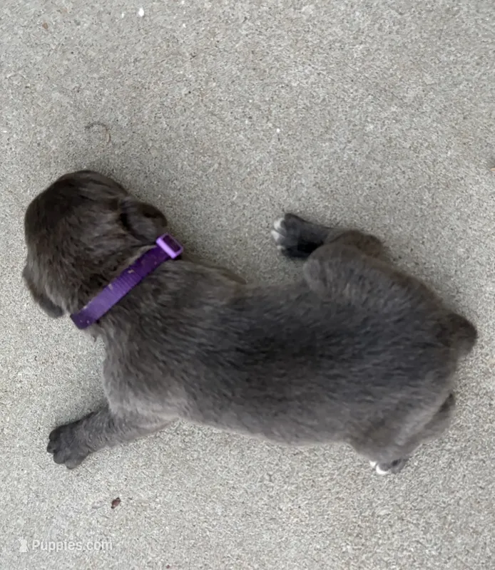 Purple Collar – Cane Corso puppy for sale in Olathe, KS