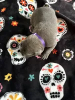 Purple Collar, a female Cane Corso for sale in Olathe, KS – 1 of 3