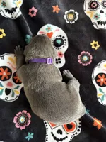 Purple Collar, a female Cane Corso for sale in Olathe, KS – 2 of 3