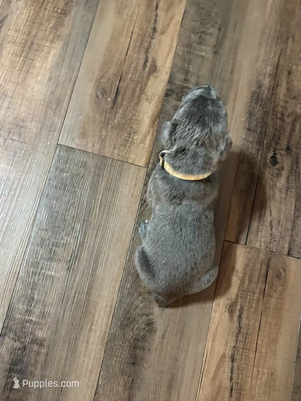 Khaki Collar – Cane Corso puppy for sale in Olathe, KS