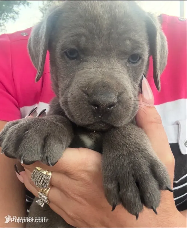 Khaki Collar – Cane Corso puppy for sale in Olathe, KS
