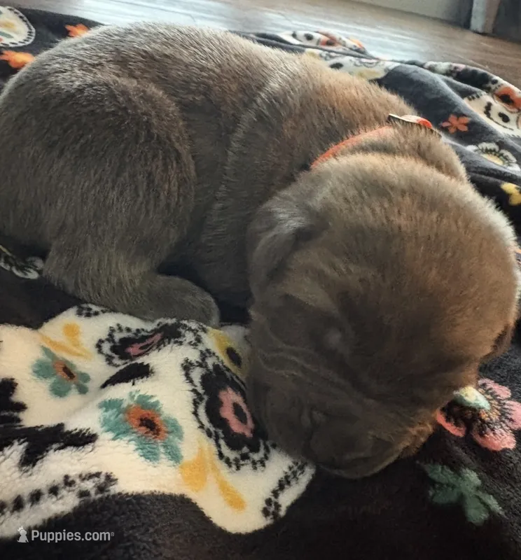 Orange Collar – Cane Corso puppy for sale in Olathe, KS