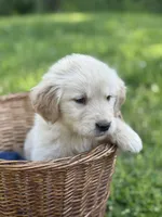 Marshall , a male Golden Retriever for sale in Bloomfield, IN – 4 of 5