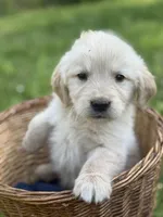 Marshall , a male Golden Retriever for sale in Bloomfield, IN – 2 of 5